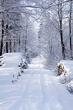 Snowy Lane; Westerwald Rhineland-Palatinate Germany