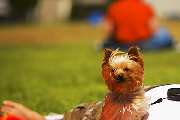 Close-up of a Yorkshire Terrier with its master