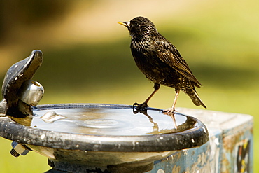 Side profile of a bird perched on a bird bath