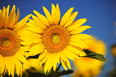 Close-up of sunflowers