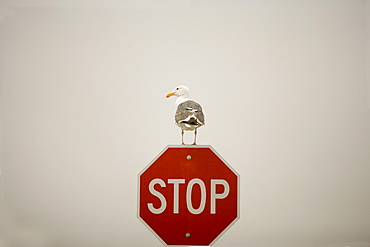 Seagull perches on a stop sign