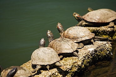 High angle view of turtles on a rock