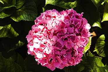 Close-up of a pink Hydrangea