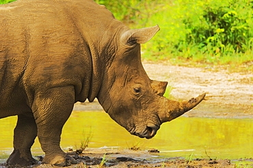 White rhinoceros (Ceratotherium simum) in a forest, Motswari Game Reserve, South Africa