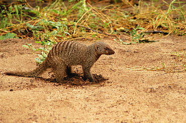 Banded mongoose (Mungos mungo) digging in a forest, Chobe National Park, Botswana