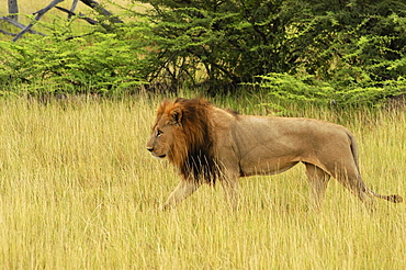 Lion (Panthera leo) walking in a forest, Okavango Delta, Botswana