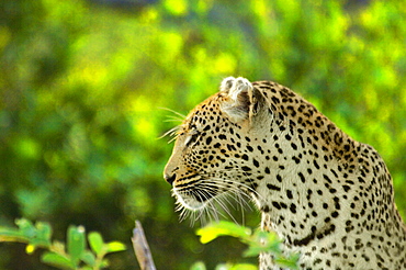 Female leopard (Panthera pardus) in a forest, Motswari Game Reserve, South Africa