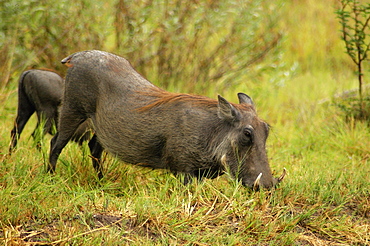 Two Warthogs (Phacochoerus aethiopicus) looking for meal in a forest, Okavango Delta, Botswana