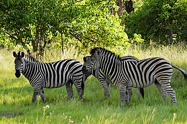 Three Grevy's zebras (Equus grevyi) in a forest, Okavango Delta, Botswana