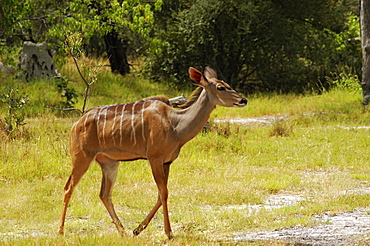 Female kudu (Tragelaphus strepsiceros) in a forest, Okavango Delta, Botswana