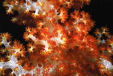 Close-up of Orange Soft Coral and Yellow Soft Coral underwater, Sipadan, Malaysia