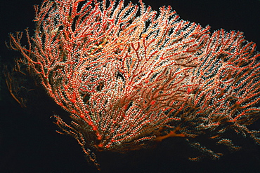 Close-up of a Sea Fan underwater, Palau