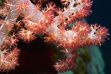 Close-up of Soft Coral underwater, Milne Bay, Papua New Guinea