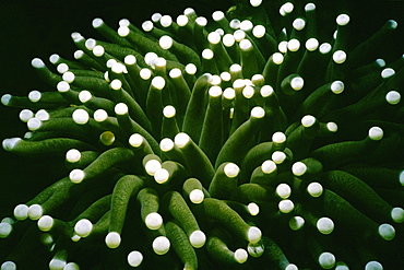 Close-up of Long Tentacle Plate Coral (Heliofungia Actiniformis) underwater, Palau