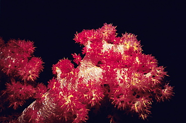 Close-up of Red Soft Coral underwater, Palau