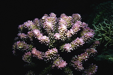 Close-up of hard coral underwater, Pemba Channel, Tanzania