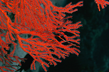 Close-up of a Gorgonian Sea Fan (Subergorgia mollis) underwater, Milne Bay, Papua New Guinea