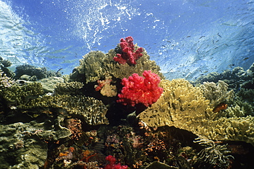 Coral reef with soft and hard corals underwater, Palau