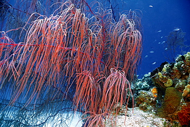 Close-up of Sea Plumes underwater, San Salvador, Bahamas