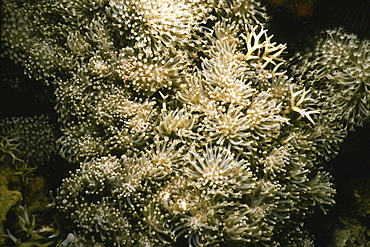 Close-up of golden soft coral, Pemba Channel, Tanzania