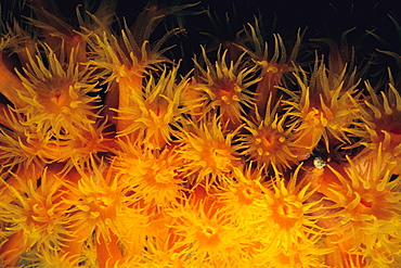 Close-up of Orange Cup Coral (Tubastraea coccinea) underwater, Bonaire, Netherlands Antilles