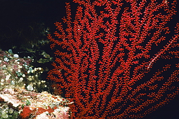 Close-up of a Sea Fan underwater, Palau