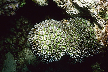 Close-up of Star Coral underwater, Pemba Channel, Tanzania