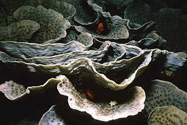 Close-up of Lettuce coral (Agaricia agaricites), Pemba Channel, Tanzania