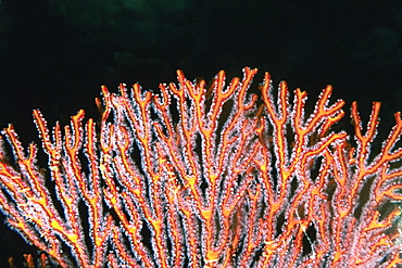 Close-up of a Gorgonian Sea Fan (Subergorgia mollis) underwater, Fiji