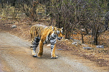 Tigress (Panthera tigris) walking on the dirt road, Ranthambore National Park, Rajasthan, India