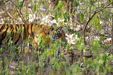 Tiger (Panthera tigris) cub in a forest, Ranthambore National Park, Rajasthan, India