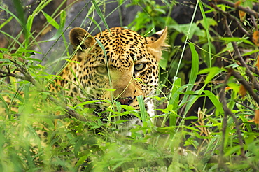 Close-up of a leopard (Panthera pardus) in a forest, Motswari Game Reserve, Timbavati Private Game Reserve, Kruger National Park, Limpopo, South Africa