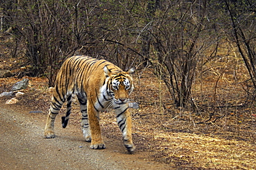 Tigress (Panthera tigris) walking on the dirt road, Ranthambore National Park, Rajasthan, India