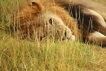 Close-up of a lion (Panthera leo) lying in a forest, Okavango Delta, Botswana