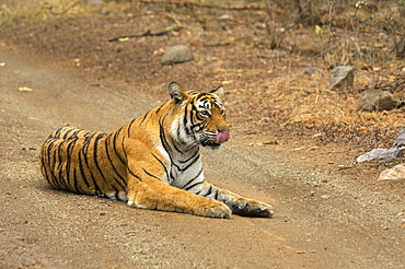 Tigress (Panthera tigris) sitting on the dirt road and licking her lips, Ranthambore National Park, Rajasthan, India