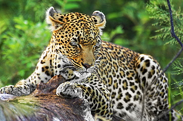 Leopard (Panthera pardus) resting on a tree in a forest, Motswari Game Reserve, Timbavati Private Game Reserve, Kruger National Park, Limpopo, South Africa