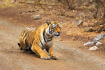 Tigress (Panthera tigris) crouching on the dirt road, Ranthambore National Park, Rajasthan, India