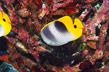 Two Saddleback butterflyfish (Chaetodon ephippium) swimming underwater, Papua New Guinea