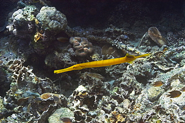 Trumpet fish (Aulostomus chinensis) swimming underwater, Papua New Guinea