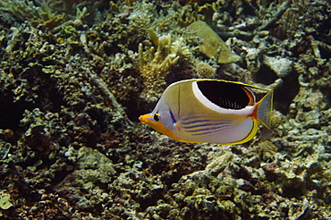 Saddled butterflyfish (Chaetodon ephippium) swimming underwater, Papua New Guinea