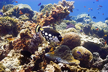 Clown triggerfish (Balistoides conspicillum) swimming underwater, Papua New Guinea