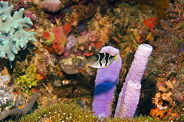 Valentinni's Sharpnose puffer (Canthigaster valentini) swimming underwater, Papua New Guinea