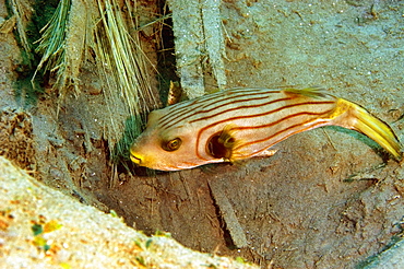 Striped Puffer (Arothron manilensis) swimming underwater, Papua New Guinea