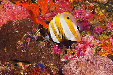 Orange-banded Coralfish swimming underwater, Papua New Guinea