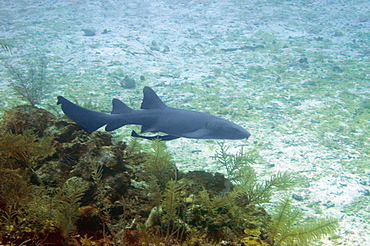 Nurse Shark (Ginglymostoma cirratum) swimming underwater, Cayman Islands