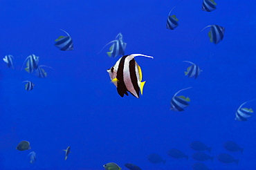 School of Longfin bannerfish (Heniochus acuminatus) swimming underwater, Papua New Guinea