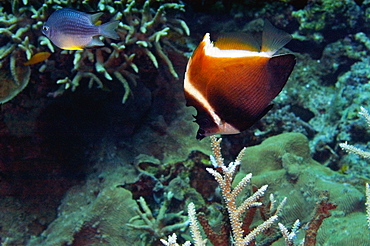 Humphead bannerfish (Heniochus varius) swimming underwater, Papua New Guinea