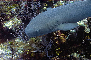 Nurse Shark (Ginglymostoma cirratum) swimming underwater, Cayman Islands