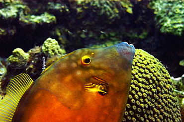 Close-up of a Blackheaded filefish (Pervagor melanocephalus) swimming underwater, Cayman Islands