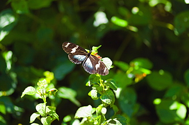 Doris butterfly (Heliconius Doris) on a plant